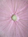 Юбка 30 см со звездочками, светло-розовая - фото 4702