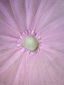 Юбка фатиновая пачка, 40 см, светло-розовая - фото 5140