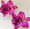 Комплект двух заколок "Тропический цветок Орхидея", фиолетовый - фото 9972